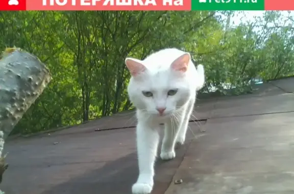 Пропал белый кот Лейф на дороге Волчевка-Черемшанка, Нижний Тагил