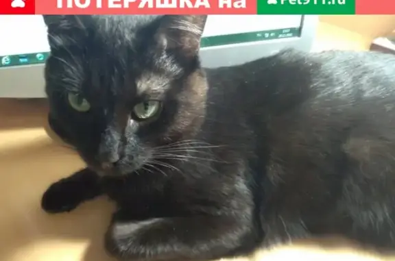 Кошки потеряшки, Маминское, фото: Потеряшка кошка Федя в Маминском, Свердловская обл.