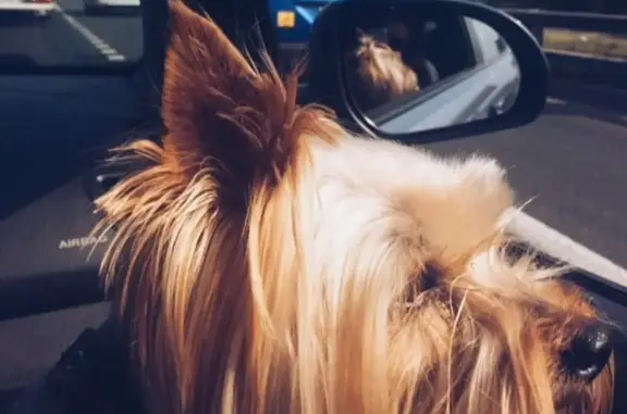 Потерянные животные Москва, фото: Пропал йоркширский терьер Вилли в снт 