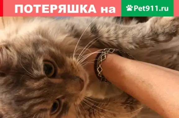 Найдена молодая кошка в Десеновском поселении