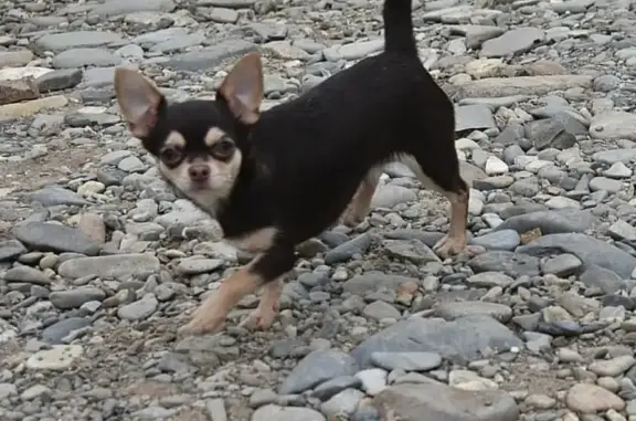 Пропала собака на Петровке2, Чихуахуа, вознаграждение.