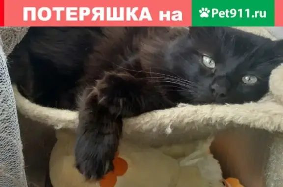Пропал кот в Сергиев-Посаде, Наугольное: ищем ДИККИ!