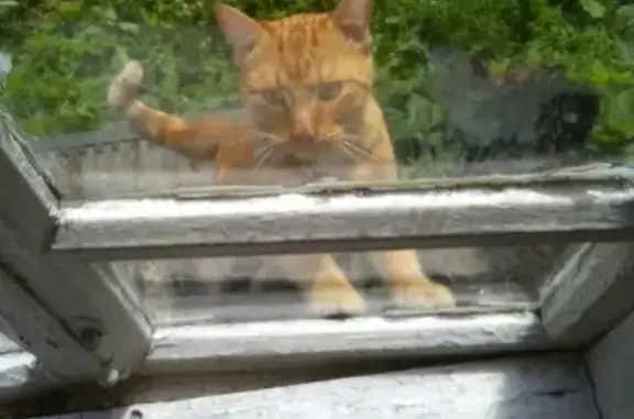 Пропала клубная кошка Вася в Старопышминске