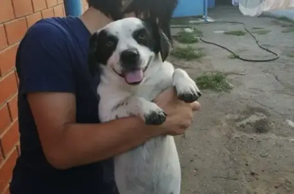 Найдена собака в Новотитаровской станице