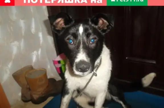 Пропала собака Бим в Светогорске!