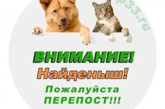 Кошка-сфинкс найдена на проезде Стасова, Владимир