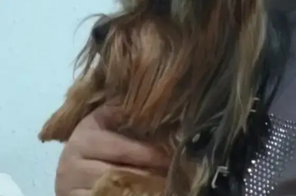 Пропала собака в Кумертау, Республика Башкортостан
