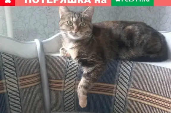 Пропала кошка в Петрозаводске - наб. Варкауса, 9А