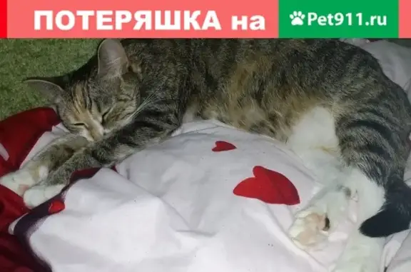 Пропала кошка на ул. Наседкина 17 в Череповце