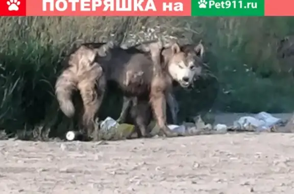 Пропала собака на Ленинск-кузнецкой трассе, возможно хаски.