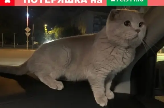 Найден кот в Москве: ищем хозяев!