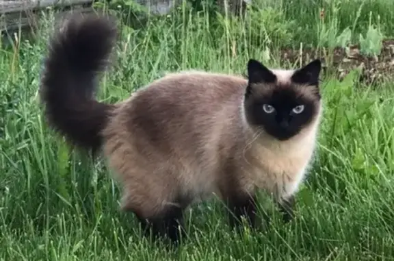 Объявления о пропавших и найденных животных, Киров, фото: Пропала кошка Ронда, Кирова-Виноградова, Котлас