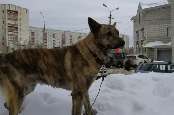 Пропала собака Барон, видели в аэропорту на Подгорном, помогите вернуться домой!