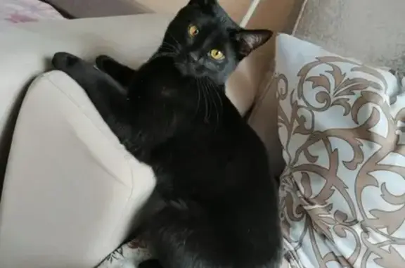 Кошки потеряшки, Москва, фото: Потеряшка кошка Кот Васька на Холмогорской улице, Москва