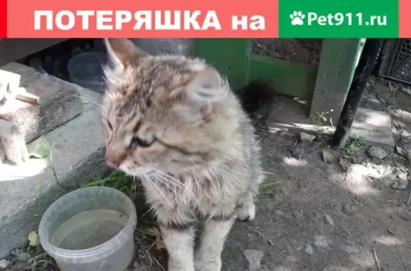 Найдена кошка в ЛО, Гатчинский район