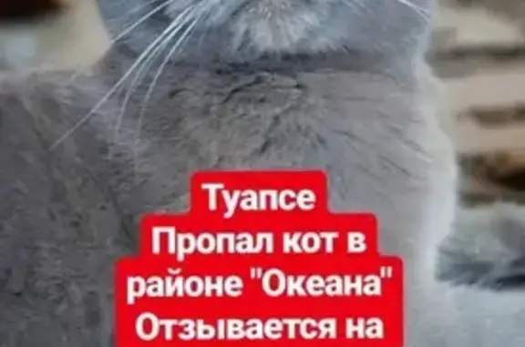 Пропал кот Русик, Туапсе, Краснодарский край