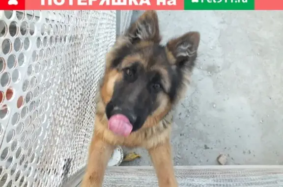 Пропала собака овчарка в Новороссийске