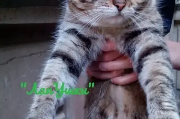 Найдена кошка в Красноярске