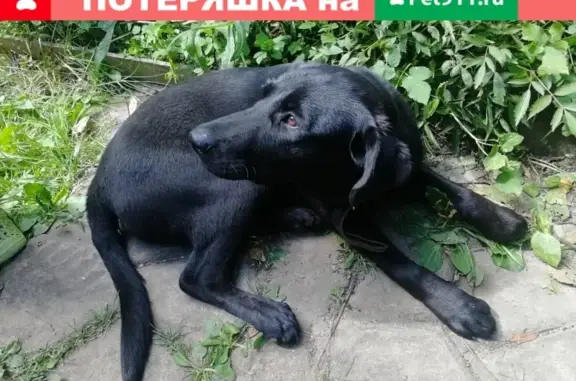 Найдена собака-щенок на Лесной улице, Одинцовский городской округ