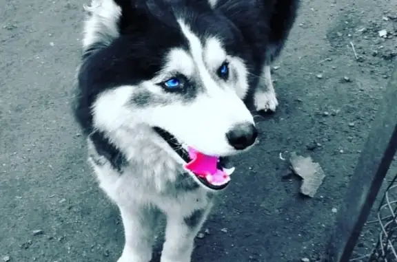 Пропала собака Хаски в Санкт-Петербурге.