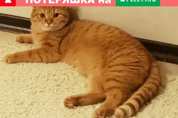 Пропал кот Рыжик в Тюмени, Комарово.