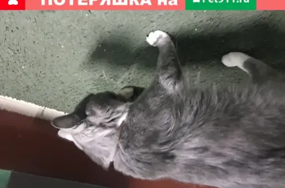 Найден серый кот с ошейником на ул. Комсомольской, 47