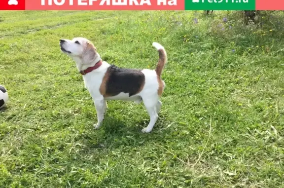 Найдена собака в деревне Пурлово, отдана хозяевам