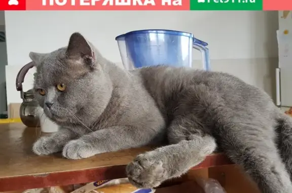 Пропала кошка на ул. Трибунальная, Иваново
