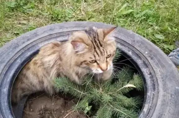 Найдена кошка в Октябрьском районе, Новосибирск