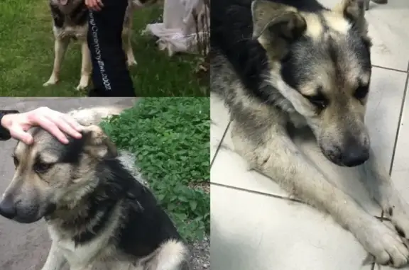 Найден общительный пес ищет новых/старых хозяев в Токарево, Екатеринбург.