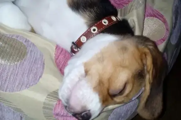 Пропала собака в Бийске: порода Бигль, кличка Баста
