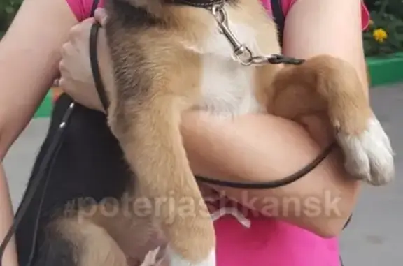 Найден щенок на Нарымской, ищем хозяина