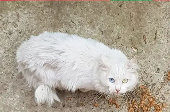 Найдена белая кошка с разноцветными глазами в Кирове