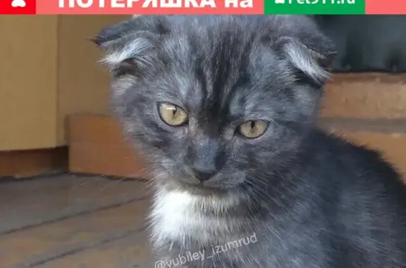 Пропала кошка в Новосоколовогорском посёлке, ул. Ташкентская #потеряшкаюбилейный