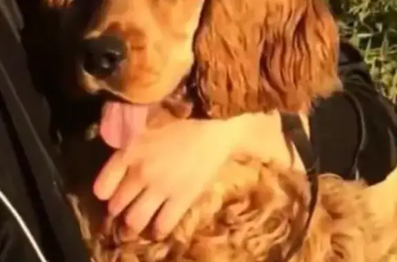 Пропала собака Веня в Ангарске