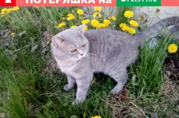 Кошки потеряшки, Колпашево, фото: Потеряшка кот в Колпашево, ищем!