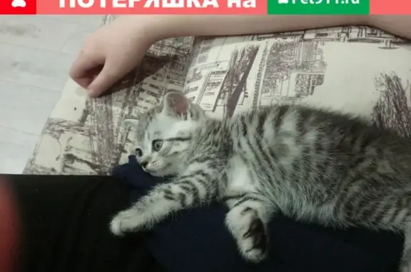 Пропала кошка в Болохово!
