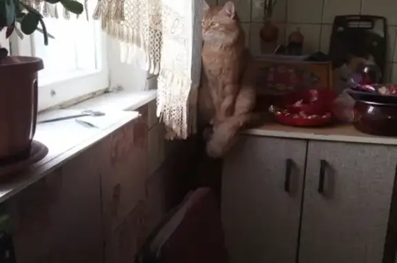 Пропала кошка в районе метро Бульвар Дмитрия Донского