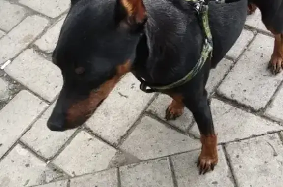 Собака Карликовый пинчер найдена возле парка Царицыно.