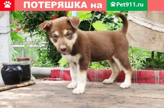 Пропал щенок в хуторе Прикубанском