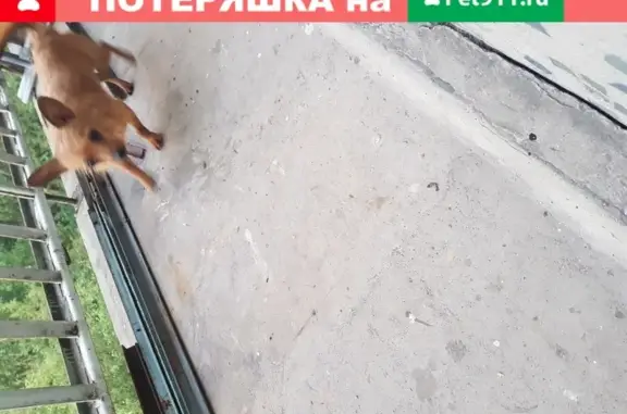 Найден рыжий кобель на ул. Труда 31 в Омске