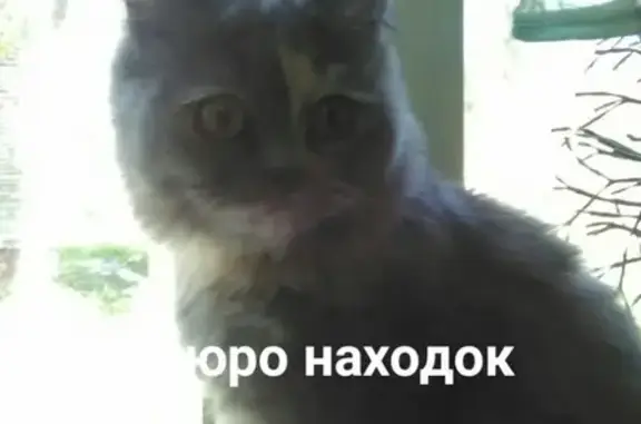 Найдена кошка в Архангельске, ищем хозяина.