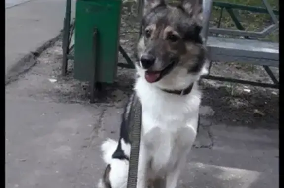 Найдена собака на ул. Чертановская, Москва