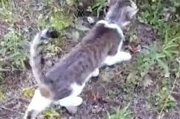 Пропала кошка Мелисса в Колосково, Ленобласть