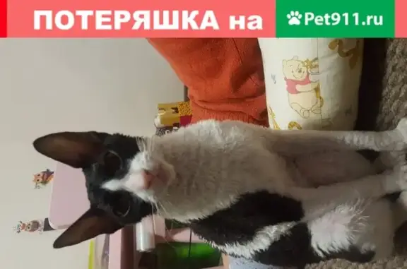 Пропал кот породы Корниш Рекс в Минусинске
