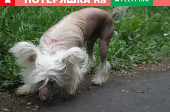 Пропала китайская хохлатая собака в Новосибирске