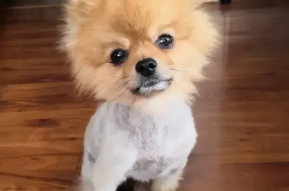 Собаки потеряшки, Сокур, фото: Потеряшка собака в Сокуре, вознаграждение.