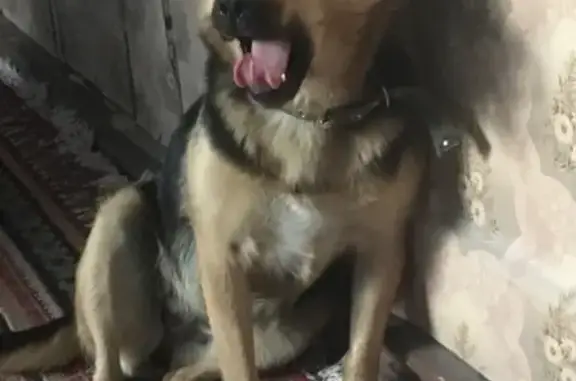 Потерянные животные Москва, фото: Пропала маленькая овчарка в Москве.