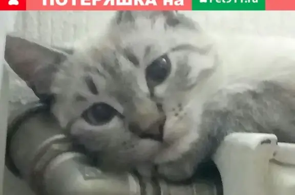 Кошки потеряшки, Санкт-Петербург, фото: Потеряшка кошка на пр. Стачек, 107к1