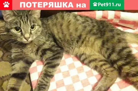 Потерянные животные Ижевск, фото: Пропала кошка на Ворошилова 75, Ижевск